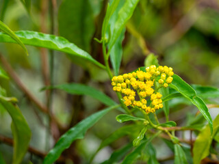 A Psiadia punctulata shrub with flower.