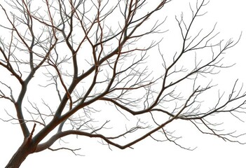 Obraz premium Bare, intricately branched tree limbs isolated against a pure white backdrop, shape, wood