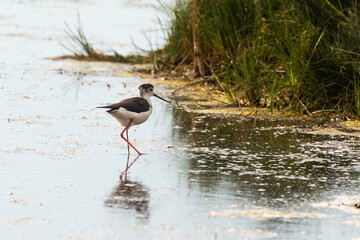Echasse blanche,  Himantopus himantopus, Black winged Stilt