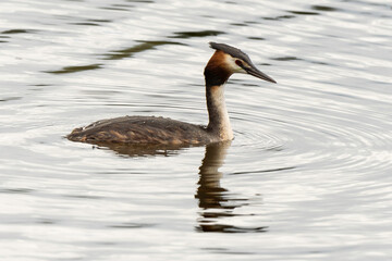 Gr&egrave;be hupp&eacute;,.Podiceps cristatus, Great Crested Gre