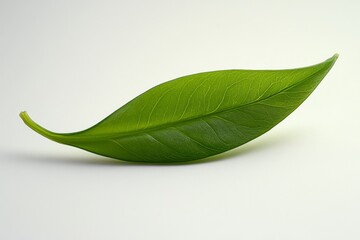 Obraz premium Single Green Leaf on White Background