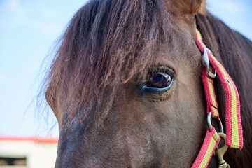 Eye close up of a brown horse with headstall tied to a hitch rail with a rope in the stables of an equestrian center
