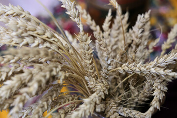 a lot of ears of wheat and barley