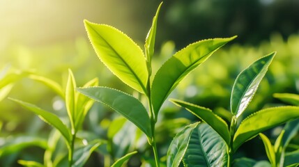 Fototapeta premium Cultivating green tea leaves in a sunlit field nature photography