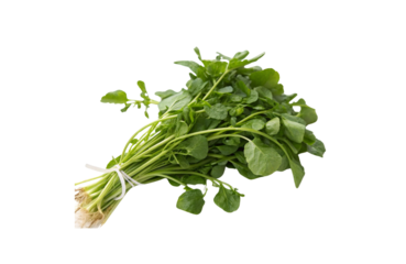 Watercress Vegetable PNG Download – Crisp & Clear Transparent Images