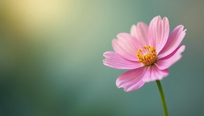 Fototapeta premium Single isolated flower with delicate details and texture, growth, flower, blossom