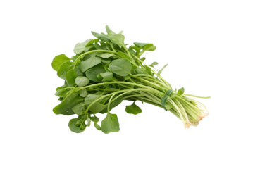 Fresh Watercress Vegetable PNGs – Transparent Background for Design Use