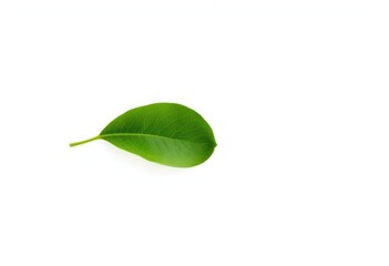 Obraz premium Single leaf, isolated on pure white background, color, backdrop