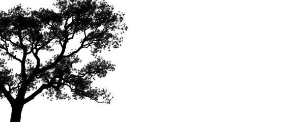 Single, majestic tree silhouetted against pure white backdrop, photography, majestic