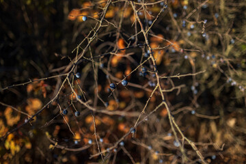 Dry branches with shriveled berries swaying gently in the sunlight, set against a blurred natural background, showcasing the beauty of autumn or winter landscapes.