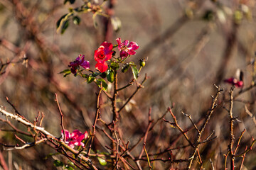 A few bright red flowers bloom on a thorny bush, standing out against the dry branches. Sunlight highlights their delicate petals, creating a contrast between life and the harsh, tangled background.