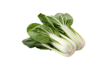 Bok Choy Vegetable PNG Download – Crisp & Clear Transparent Images