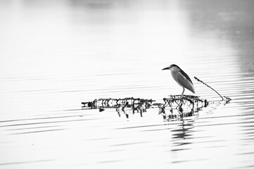 A highkey image of Black-crowned Night heron perched on bush at Tubli bay, Bahrain
