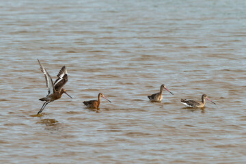 Barge à queue noire,.Limosa limosa, Black tailed Godwit