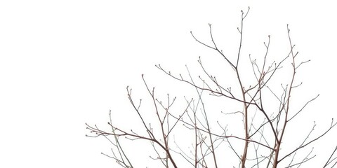 Delicate, bare branches stark against a pure white backdrop, nature,  isolated on white