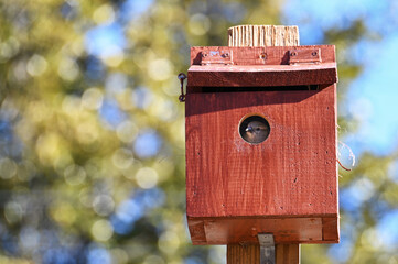 Bird looking out the hole of a nesting box bird house 