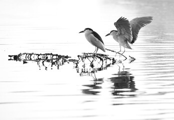 A highkey image of a pair of Black-crowned Night heron at Tubli bay, Bahrain