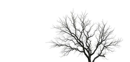 Obraz premium A solitary tree, branches reaching skyward, against a pure white backdrop, vibrant, illustration