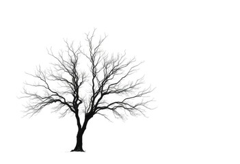 Lone deciduous tree, stark branches against bright white, ecology, white background