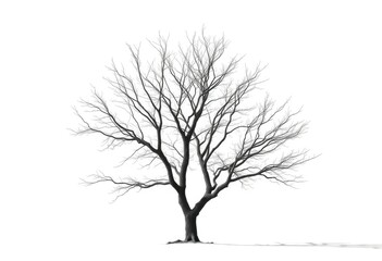 Lone tree, stark branches against pure white backdrop, isolated, white background