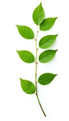 Fototapeta premium Long branch with leafy top isolated on a simple white background, leaves, foliage