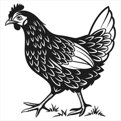 silhouette hen on white background
