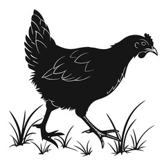 silhouette hen on white background