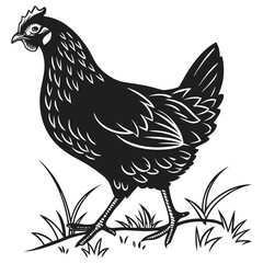silhouette hen on white background