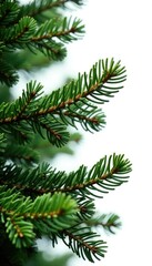 Spruce tree branch with needles isolated on white background, forest, green, foliage