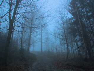 An ethereal view of a forest shrouded in mist. Bare trees line a dirt path leading into the depths of the foggy woods.