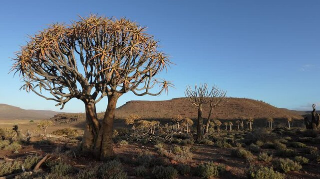 Quiver tree or kokerboom (Aloidendron dichotomum, prev. Aloe dichotoma). Gannabos, near Nieuwoudtville. Northern Cape. South Africa. Filmed in 4k, 30fps.