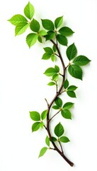 Twisted branch with dense foliage isolated on white background, white background, texture, organic