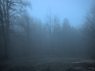 An ethereal view of a forest shrouded in mist. Bare trees line a dirt path leading into the depths of the foggy woods.