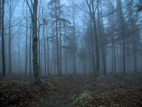 An ethereal view of a forest shrouded in mist. Bare trees line a dirt path leading into the depths of the foggy woods.