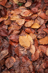 Colorful leaves on the forest ground during autumn season