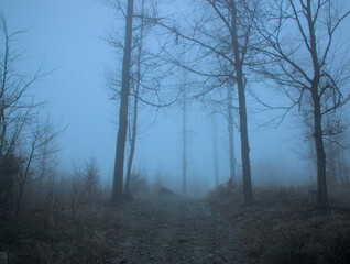 An ethereal view of a forest shrouded in mist. Bare trees line a dirt path leading into the depths of the foggy woods.