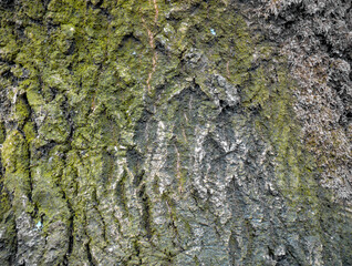 Close-up of textured tree bark covered in moss. The image highlights the natural patterns, colors, and rough texture of the bark.