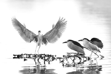 A highkey image of Black-crowned Night herons at Tubli bay, Bahrain