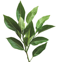 Lush Green Tropical Leaves Isolated on White Background, Perfect for Nature, Design, Floral, and Botanical Themes in Various Applications