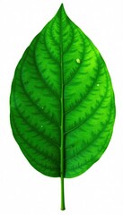 Fototapeta premium Large leaf with veins isolated on white background, leafy, leaves