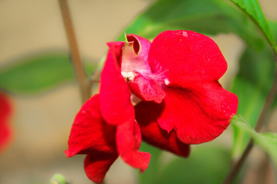 red flower of a flower