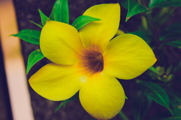 Obraz premium yellow daffodils in a garden