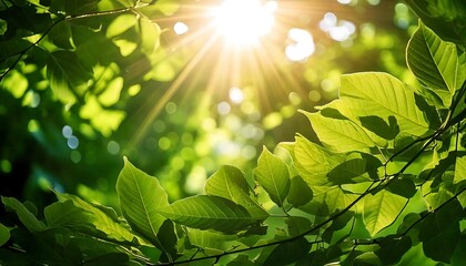 Sunlight filters through the trees and leaves in a vibrant forest scene