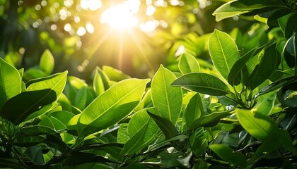 Sunlight filters through the trees and leaves in a vibrant forest scene