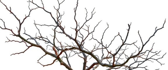 Fototapeta premium Bare, gnarled branches isolated against a pure white backdrop, graphic, isolated