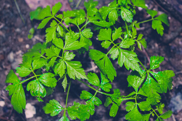 green leaves on a branch