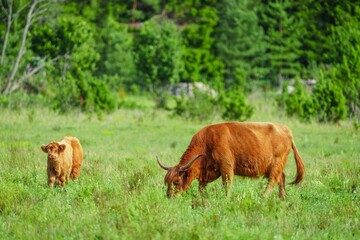 Highland cows are a hardy breed from Scotland, known for their long horns and shaggy coats, thriving in rough grazing conditions in the beautiful Highland landscapes.
