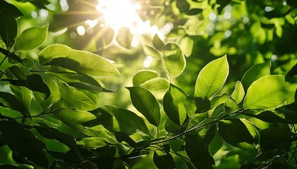 Sunlight filters through the trees and leaves in a vibrant forest scene