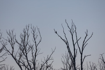 A cormorant sits in the crown of a tree