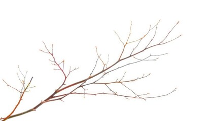 Fototapeta premium Delicate, bare branches isolated against a pure white backdrop, close-up, botanical